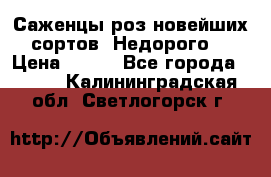 Саженцы роз новейших сортов. Недорого. › Цена ­ 350 - Все города  »    . Калининградская обл.,Светлогорск г.